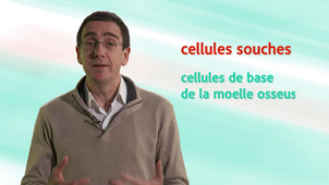 D2 - Comprendre la greffe de la moelle osseuse