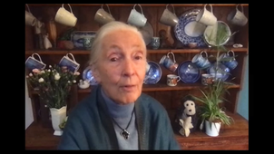 Dr Jane Goodall.mp4