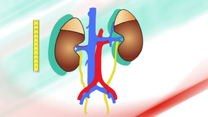 J2 - Comprendre le système rénal