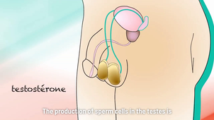 C2_Understanding the hormonal system and its role in fertility.mp4